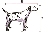 как измерить собаку